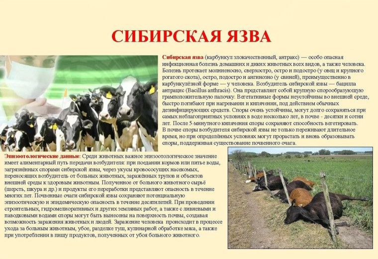 «О мерах по недопущению распространения сибирской язвы на территории Воронежской области». «О мерах по недопущению распространения сибирской язвы на территории Воронежской области».